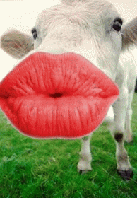 COW KISS (2).gif