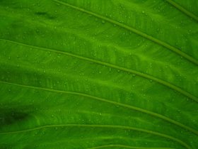 Leaf.jpg