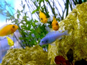 aquarium-full.jpg