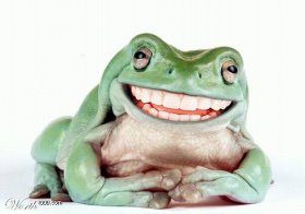 Animal_FrogSmile.jpg