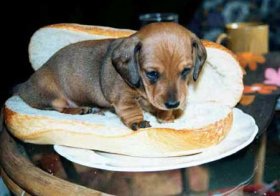 hot_dog.jpg