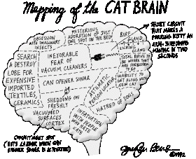 brainmap.gif