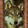 wolf 96 96.jpg