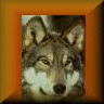 Wolf button2.gif