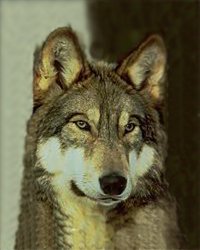 wolf1.jpg