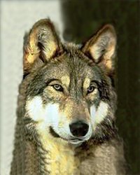 wolf2.jpg