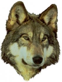 Wolf2a.jpg