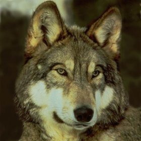 Wolf3.jpg