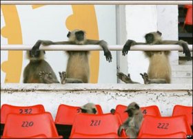 _42246610_ap_monkeys_416credit.jpg