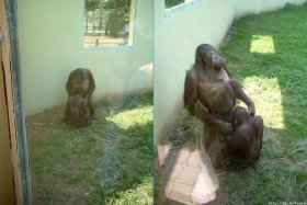 MonkeyHead.jpg