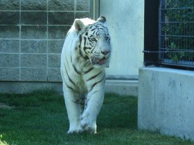 Bengal_Tiger_16x12.jpg