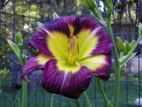 Lily_16x12.jpg