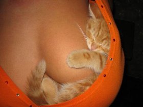 firefoxbooblogo_700.jpg