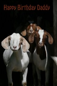Hennyman's_Boer goats.JPG