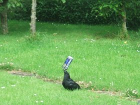 crowbooze.jpg