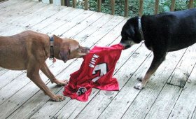 Vick+Dogs1.jpg