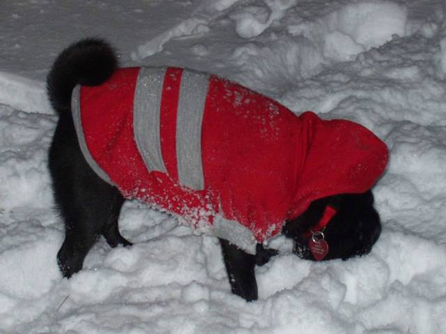 Snow%20009.jpg