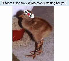 asian_chicks.gif