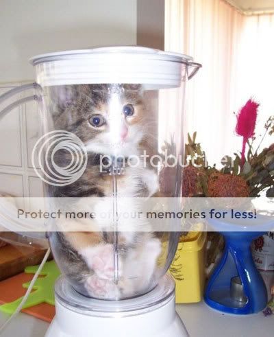 Cat-Blender.jpg